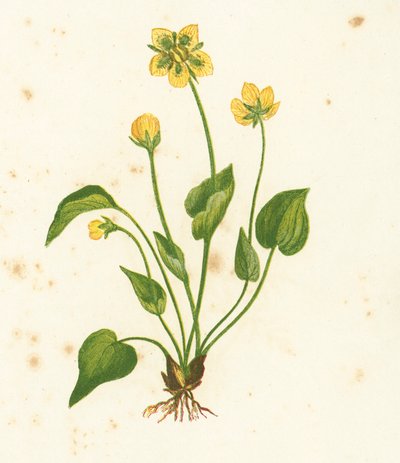 Hierba de Parnaso Común, Parnassia Palustris de English School